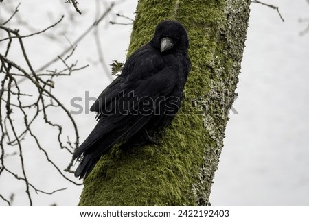 the carrion crow corvus corone a passerine bird of the family corvidae perched on the trunk of a tree