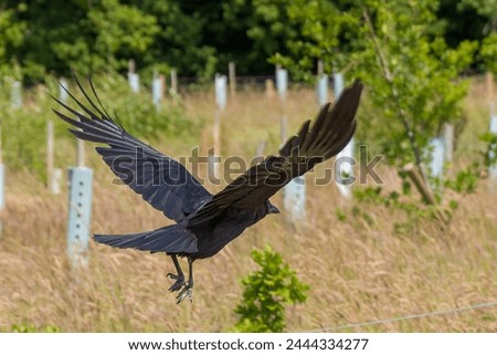 the carrion crow corvus corone a passerine bird of the family corvidae in flight flying with trees in the background
