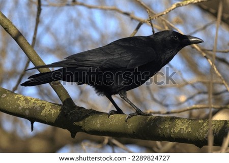 A Carrion Crow (Corvus corone) perched in a tree.