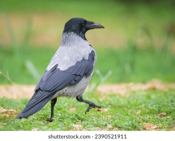 A carrion crow (Corvus corone) walking in a meadow on a cloudy day in spring