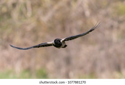 Carrion Crow Flying