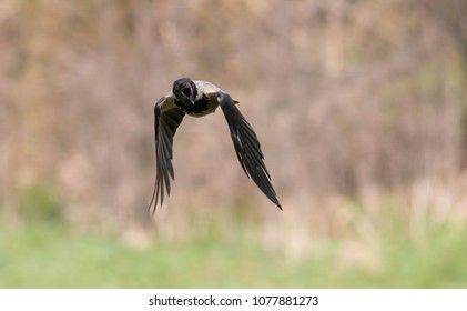 Carrion Crow Flying