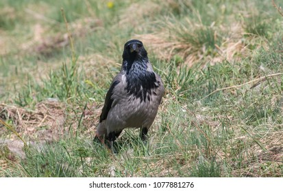 Carrion Crow Flying