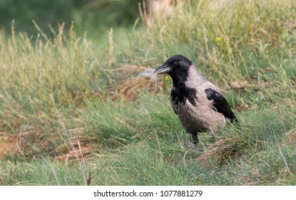 Carrion Crow Flying