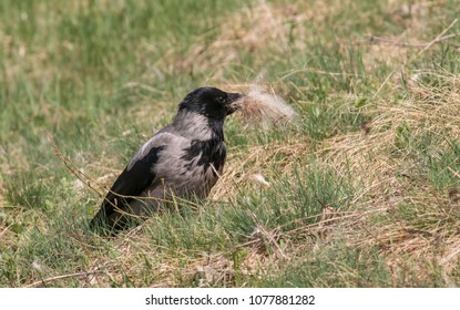 Carrion Crow Flying