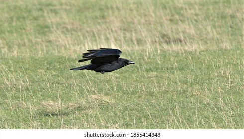 Carrion Crow Flying  Close To The Ground Over A Field