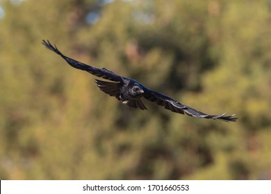 Carrion Crow Flying (Corvus Corone) Toledo, Spain