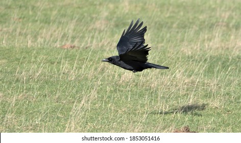 Carrion Crow Flying Low Over A Field