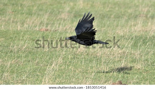 carrion crow flying low over\
a field
