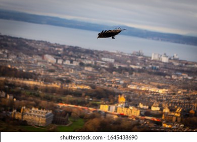 Carrion Crow Flying Over The City Of Edinburgh