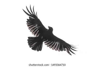 Carrion crow with fully opened wings