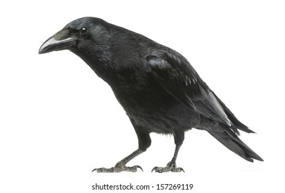 Carrion Crow with inquisitive look, Corvus corone, isolated on white