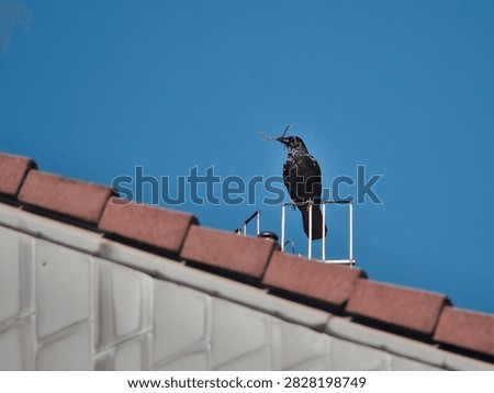 Carrion Crow with Nesting Material Perched on a Rooftop Antenna