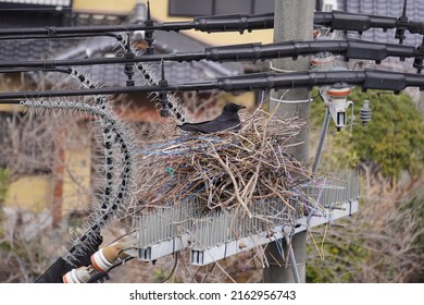 Carrion crow nesting on a telephone pole bird repellent with branches and hangers