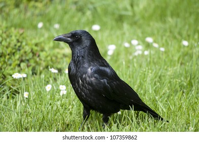 Carrion Crow On A Meadow