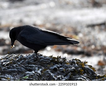 carrion crow searches through washed up kelp for food - Shutterstock ID 2259101913
