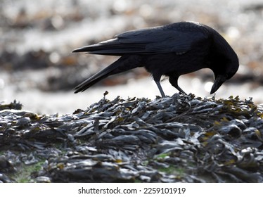 carrion crow searches through washed up kelp for food - Shutterstock ID 2259101919