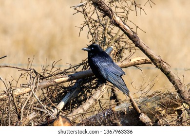 Carrion Crow With It's  Secondary Eyelid Showing Perched On A Broken  Branched In Some Woodland Scrub