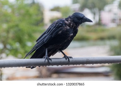 400 Rainy crow Images, Stock Photos & Vectors | Shutterstock