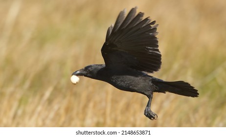 Carrion Crow With Stolen Egg