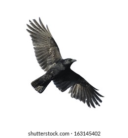 Carrion crow with wide-spread wings isolated against white background.
