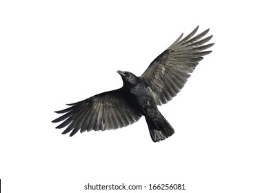 Carrion crow with wide-spread wings isolated against white background