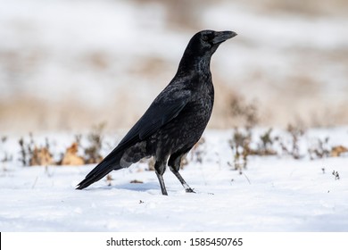 Carrion-crow Images, Stock Photos & Vectors | Shutterstock