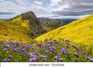 Carrizo Plain Bloom