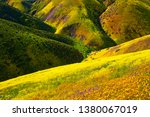 Carrizo Plain National Monument spring wild flowers superbloom 2019