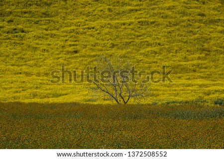 Similar – Huge yellow-flowering wild fennel plants, behind them a green grain field shortly after sowing.