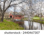 Carroll Creek Covered Bridge surrounded by cherry blossoms in the  Baker Park. Frederick. Maryland