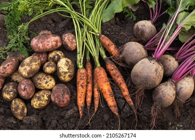 Carrot, beetroot and potato on soil in garden. Autumn harvest of fresh raw organic vegetables