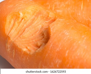 Carrot Was Bitten By Rat. Teeth Marks On Carrot. Bite Out Of A Fresh Carrot.