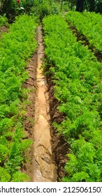 Carrot Farm With A Muddy Path.