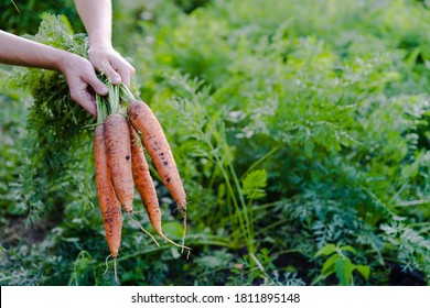 Carrot in the hand. Big bunch of carrots in a female hand on a background of the garden. Agriculture, gardening, growing vegetables
