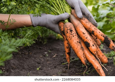 Carrot in the hand. Big bunch of carrots in a female hand on a background of the garden. Agriculture, gardening, growing vegetables.