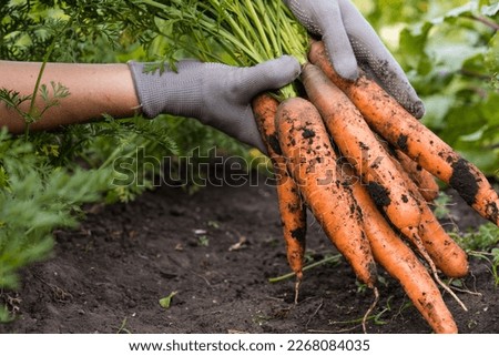 Carrot in the hand. Big bunch of carrots in a female hand on a background of the garden. Agriculture, gardening, growing vegetables.