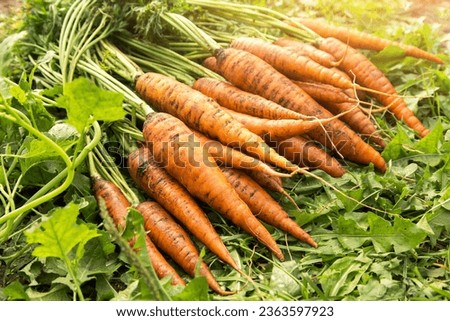 Similar – Image, Stock Photo Rrroda Rrreddich Food