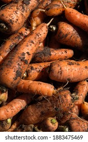 Carrot Harvest In Orchard Of Family Agriculture Farm On The State Of Minas Gerais, Brazil.