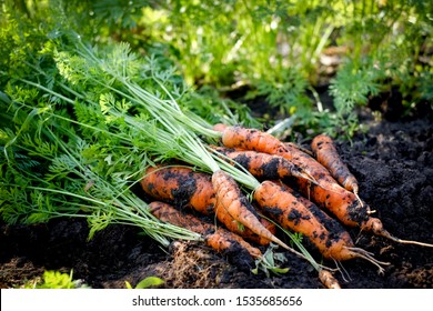 Carrot harvest at sunny day 
