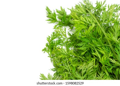 A carrot leaf isolated. Carrot leaves.
 - Shutterstock ID 1598082529