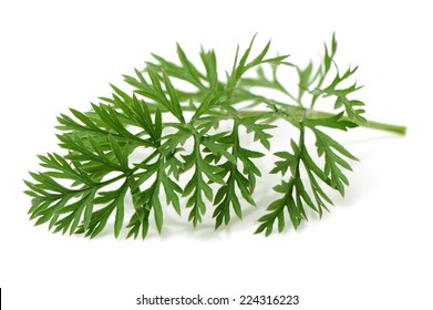 239,194 Carrot leaf Images, Stock Photos & Vectors | Shutterstock