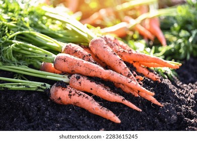 carrot on ground , fresh carrots growing in carrot field vegetable grows in the garden in the soil organic farm harvest agricultural product nature - Powered by Shutterstock