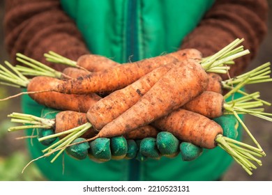 Carrot Organic Harvest. Farmer Hands In Gloves Holding Freshly Harvested Dirty Orange Carrots Close Up, Macro