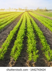 Carrot plantations are grown in the field. Vegetable rows. Organic vegetables. Landscape agriculture. Farming Farm. Selective focus