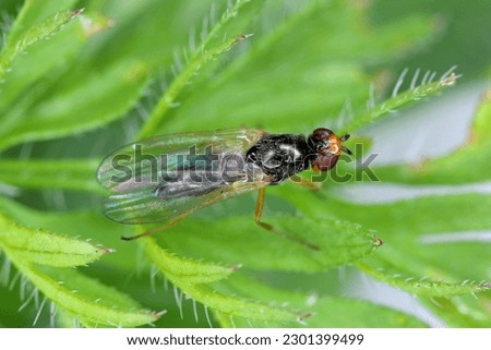 Carrot root fly, Chamaepsila rosae called also Psila rosa. Adult insect on carrot foliage.