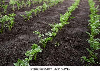 Carrot seedlings are planted in a row. Beds of growing young carrots. Carrot tops in the farm. The theme of gardening, farming, a rich harvest, organic products. Horizontal photo. 