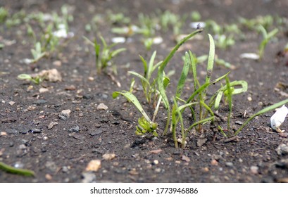 Carrot Sprouts. Sowing Carrots. To Plant Vegetables. Agriculture And Horticulture. A Small Carrot In The Garden. Growing Vegetables.