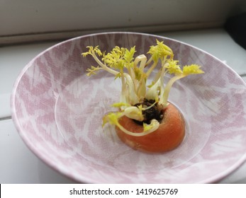 A Carrot Top In A Dish Of Water Sprouting New Leaves