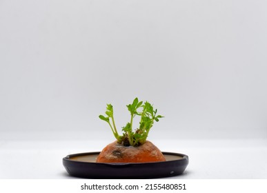 A Carrot Top Placed In Water Starting To Regrow